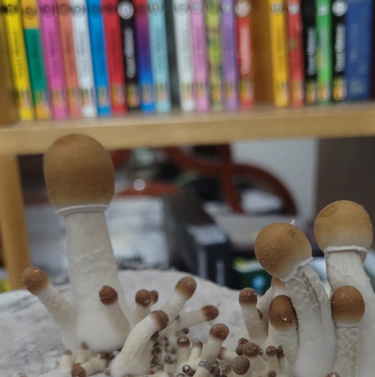 Foto 6